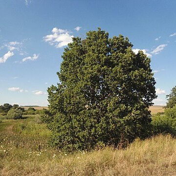 Quercus x kerneri unspecified picture