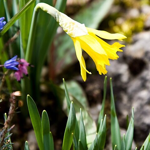 Narcissus pseudonarcissus subsp. minor unspecified picture