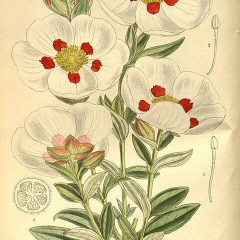 Cistus stenophyllus unspecified picture