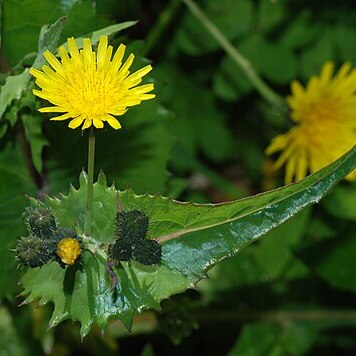 Sonchus unspecified picture