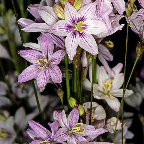 Ixia flexuosa unspecified picture