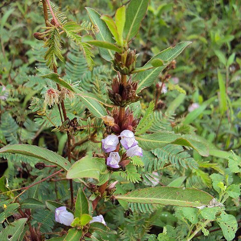 Hygrophila ringens unspecified picture