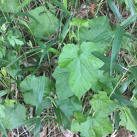 Rubus hakonensis unspecified picture