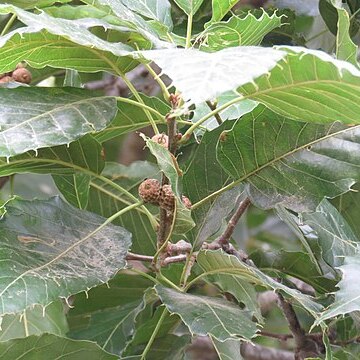 Quercus uxoris unspecified picture