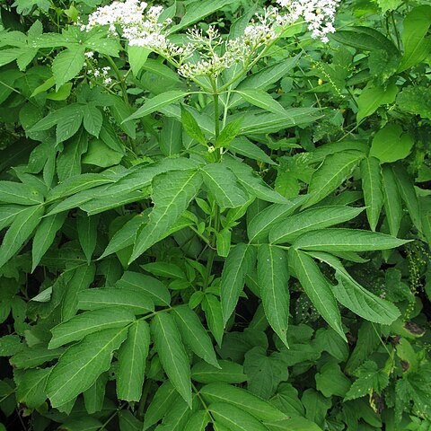 Sambucus javanica unspecified picture