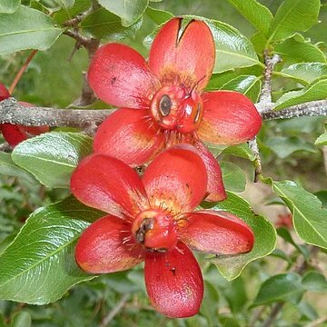 Ochna inermis unspecified picture