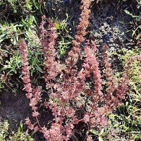 Rumex ucranicus unspecified picture