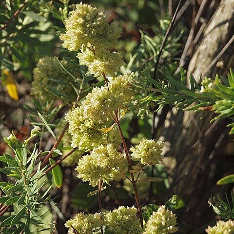 Origanum vulgare subsp. virens unspecified picture