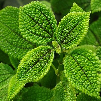 Pilea mollis unspecified picture