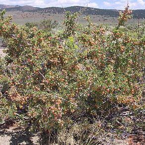 Prunus andersonii unspecified picture