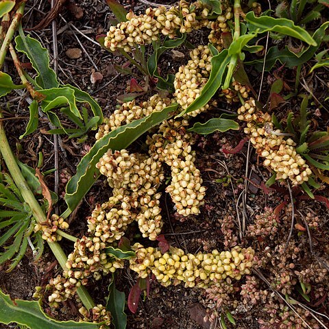 Rumex crassus unspecified picture