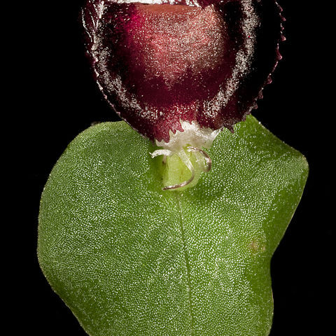 Corybas recurvus unspecified picture