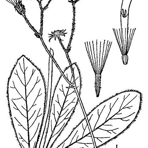 Hieracium traillii unspecified picture