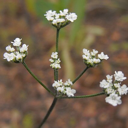 Torilis arvensis subsp. recta unspecified picture