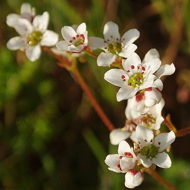 Micranthes californica unspecified picture