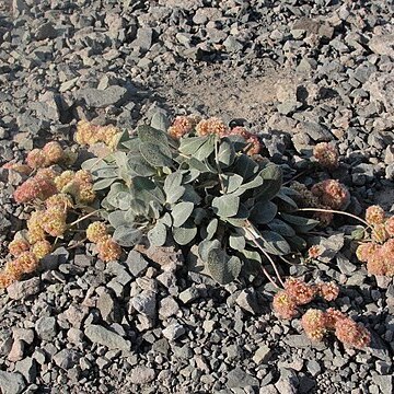 Eriogonum lobbii unspecified picture