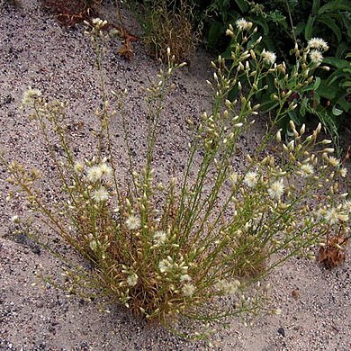 Baccharis malibuensis unspecified picture