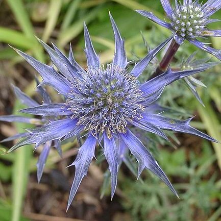 Eryngium unspecified picture