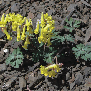 Corydalis gorodkovii unspecified picture