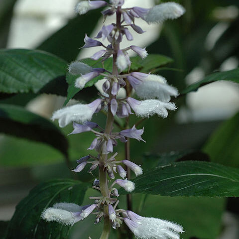 Salvia divinorum unspecified picture