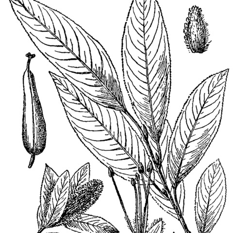 Salix serissima unspecified picture