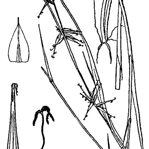 Carex collinsii unspecified picture