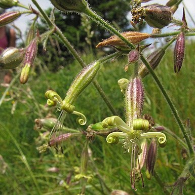 Silene viridiflora unspecified picture