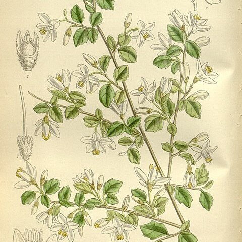 Styrax wilsonii unspecified picture