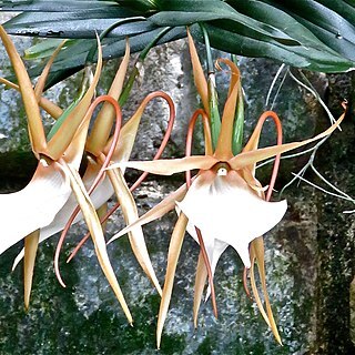 Angraecum viguieri unspecified picture