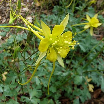 Aquilegia longissima unspecified picture