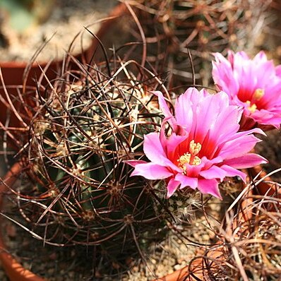 Echinocereus ferreiranus unspecified picture