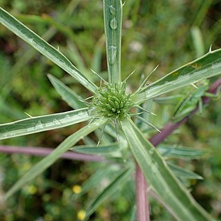 Eryngium billardierei unspecified picture