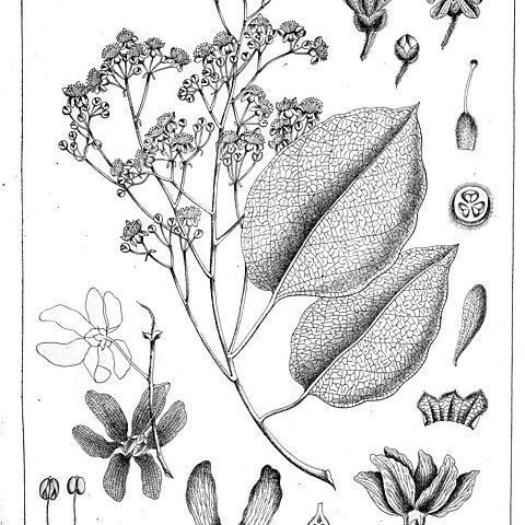 Berrya cordifolia unspecified picture