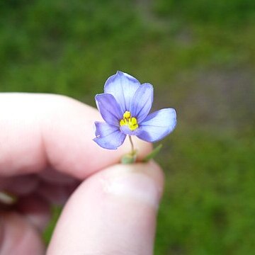 Sisyrinchium pruinosum unspecified picture