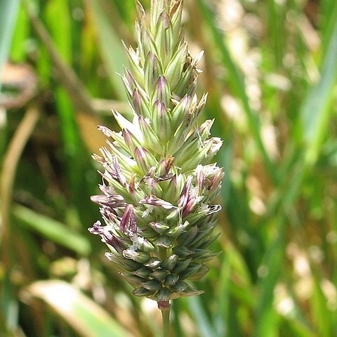 Phalaris californica unspecified picture