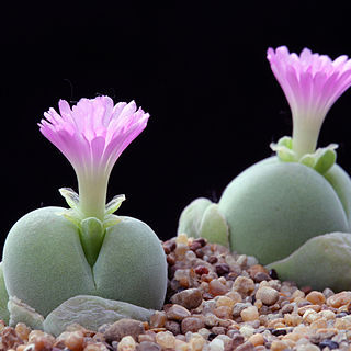 Gibbaeum nebrownii unspecified picture