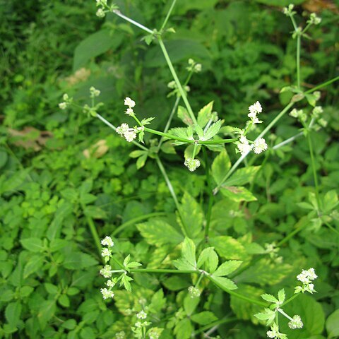 Sanicula chinensis unspecified picture