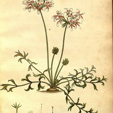 Pelargonium fissifolium unspecified picture