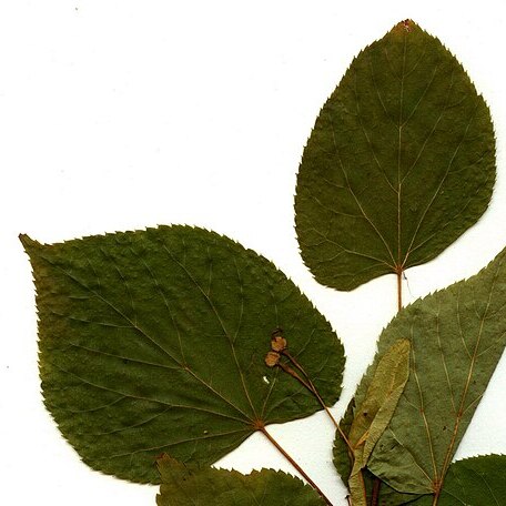 Tilia nasczokinii unspecified picture