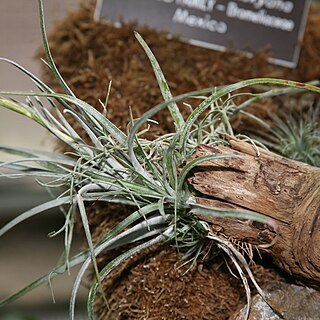 Tillandsia karwinskyana unspecified picture