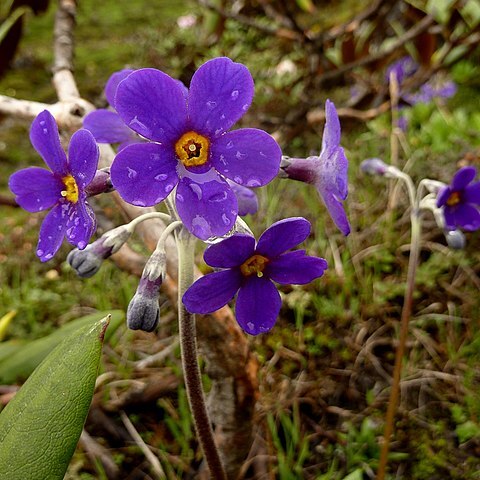 Primula dickieana unspecified picture