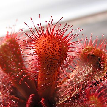 Drosera slackii unspecified picture