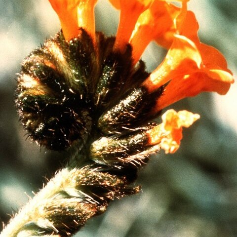 Amsinckia grandiflora unspecified picture