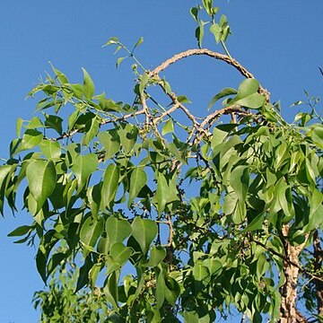 Agonandra brasiliensis unspecified picture