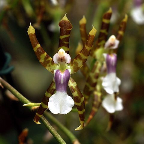 Oncidium laeve unspecified picture