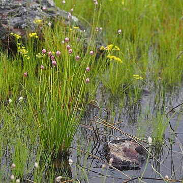 Allium douglasii unspecified picture