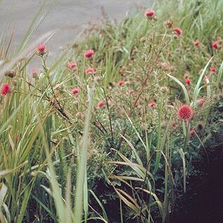 Cirsium andrewsii unspecified picture