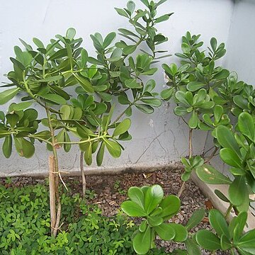 Clusia fluminensis unspecified picture