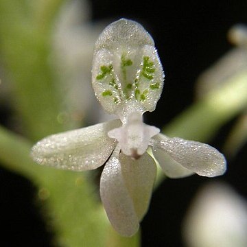 Cranichis candida unspecified picture