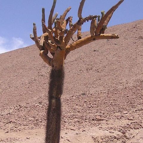 Browningia candelaris unspecified picture